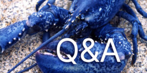 lobster Q&A